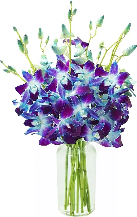 KaBloom PRIME NEXT DAY DELIVERY - Fall Collection - Exotic Sapphire Orchid Bouquet of 10 Blue Orchid with Vase.Gift for Birthday,Anniversary, Get Well, Thank You,Valentine, Mother’s Day Fresh Flowers