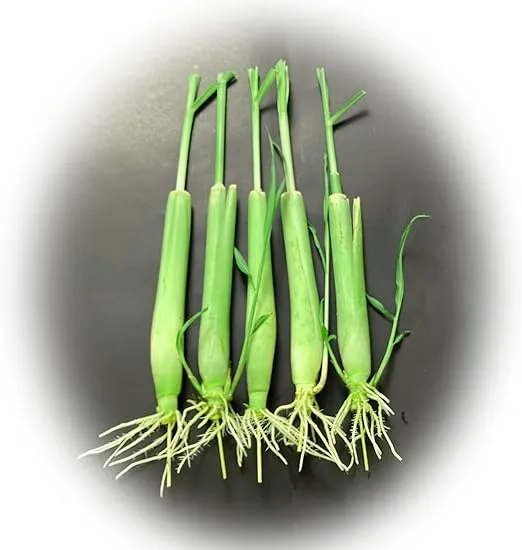 5 Lemongrass Plants 12 Inches Long, Rooted & Ready to Plant, Organic Lemon Grass Live Plants, Natural Mosquito Repellent, Premium Quality Stalks Perfect for Tea and Essential Oils