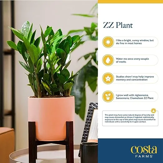 Costa Farms ZZ Live Indoor Tabletop Plant in 6-Inch Grower Pot