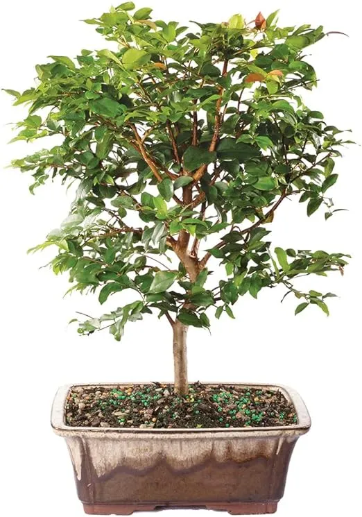 Brussel's Bonsai Live Jaboticaba Bonsai Tree - Large, 6 Year, 10 to 14 Inches - Indoor Live Bonsai Tree with Ceramic Bonsai Pot
