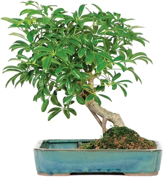 Brussel's Bonsai Live Hawaiian Umbrella Bonsai Tree - Medium, 5 Year, 6 to 10 Inches Tall - Indoor Bonsai Tree with Water Bonsai Pot