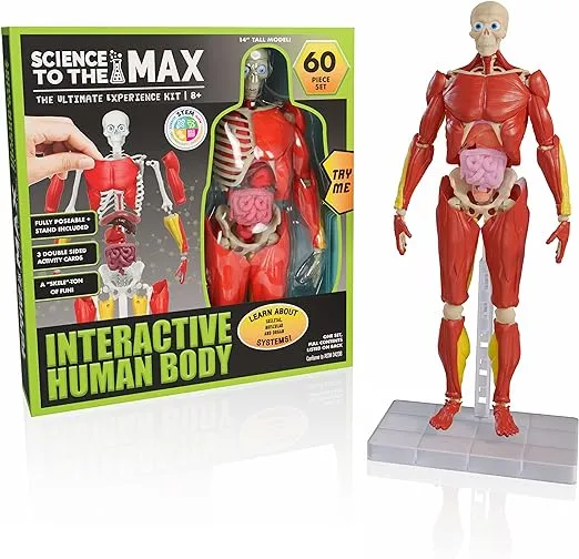 Be Amazing! Toys Interactive Human Body - 60 Piece Fully Poseable Anatomy Figure – 14” Tall Model - Anatomy Kit – Removable Muscles, Organs,Bones STEM Toy – Ages 8+