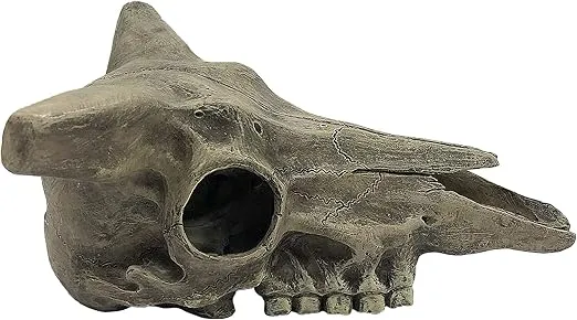 Komodo Deer Skull
