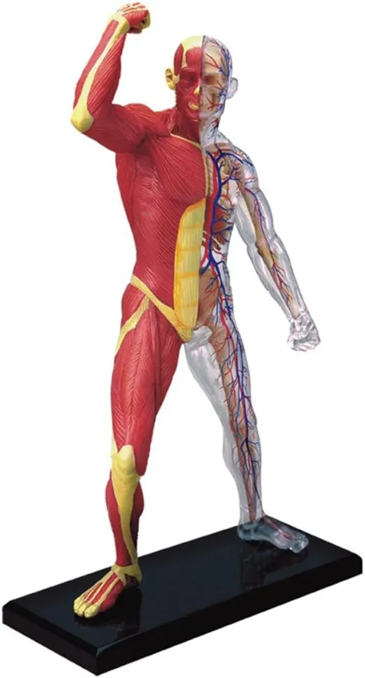 Famemaster 4D-Vision Human Muscle And Skeleton Anatomy Model Multi-colored, 10"