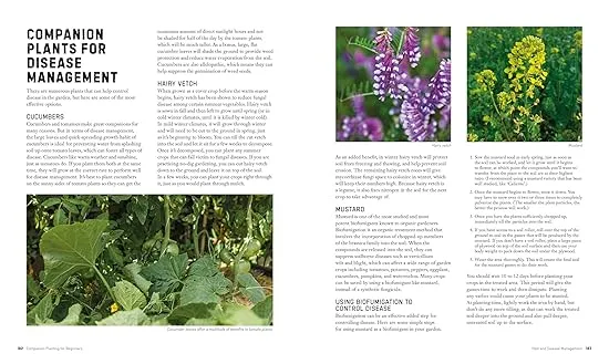 Companion Planting for Beginners: Pair Your Plants for a Bountiful, Chemical-Free Vegetable Garden