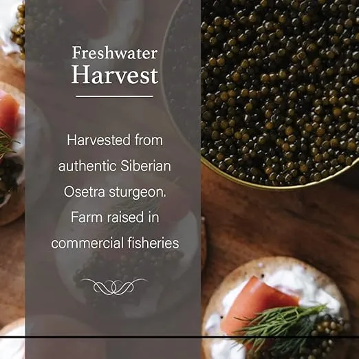 OVERNIGHT SHIPPING - OLMA Siberian Osetra Aurora Black Caviar - Medium Grain Pearls, Superior Grade - 3.5 oz / 100 g