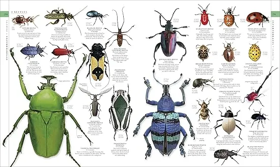 Natural History (DK Definitive Visual Encyclopedias)