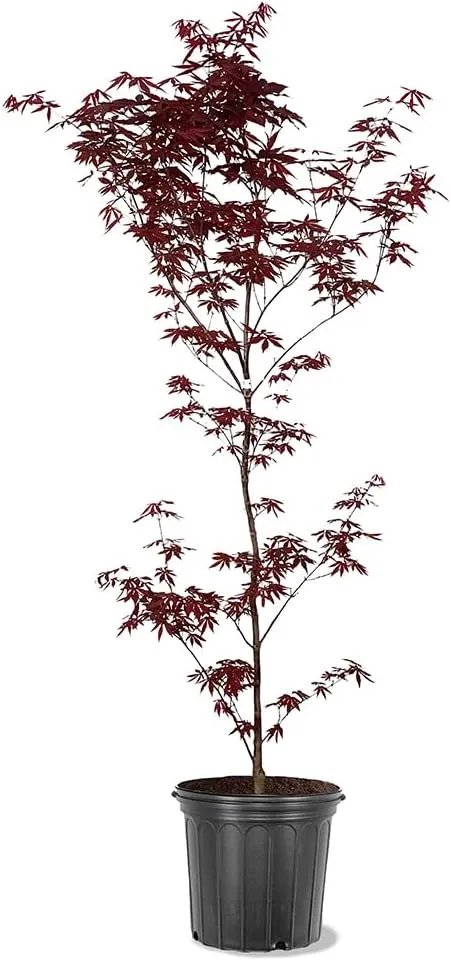 The Emperor One Japanese Maple, Vibrant Foliage, Deciduous, Fast Growing, 5 gal, Nursery Pot (Due to Agricultural Laws, we Cannot Ship to CA, AZ, AK, or HI), 2 ft, Red