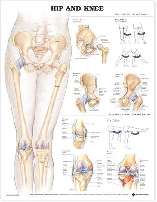 Hip and Knee Anatomical Chart