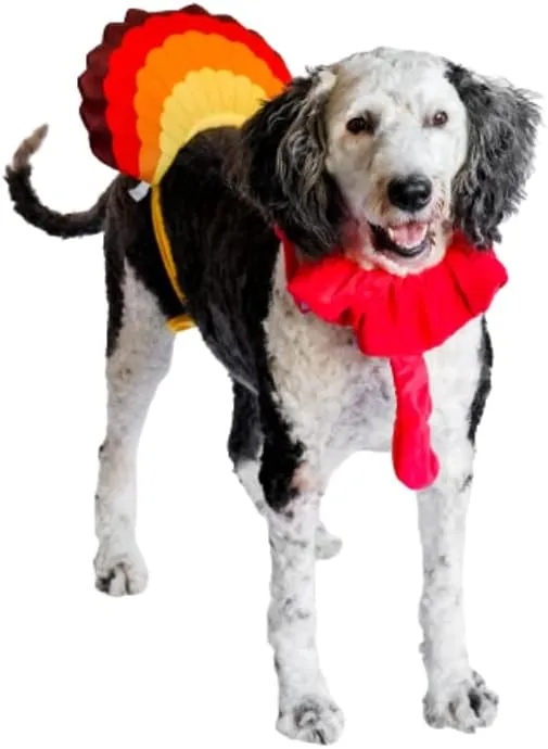 Midlee Turkey Beard & Tail Thanksgiving Dog Costume