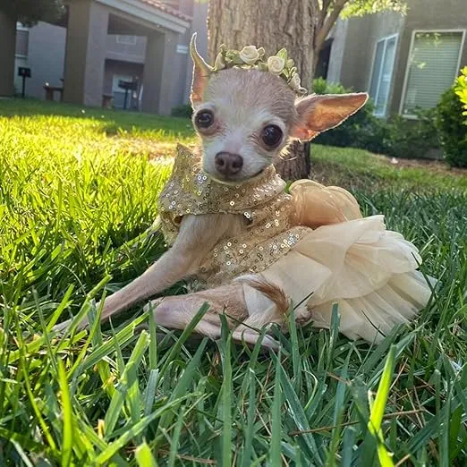 Bling Dog Dress Tutu Skirt Flower Dog Pet Cat Luxury Princess Wedding Dress Summer Dog Chihuahua Clothes (L(Pet 8-12Lbs), Gold)