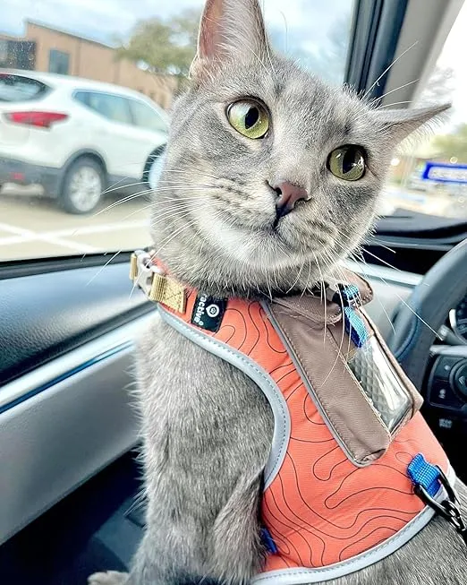 TRAVEL CAT The Pathfinder Cat Harness with GPS Tracker Pocket - Powered by Tractive Cat Harness Escape Proof - Walking Escape Proof Cat Harness for Small, Large Cat, Kitten (Orange, Small)