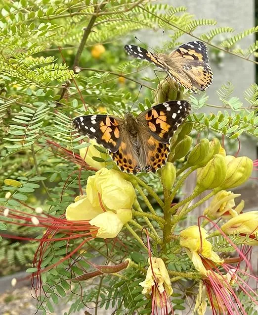 Insect Lore Butterfly Garden with Prepaid Voucher to Redeem Live Caterpillars | Farm Style Ultra-Clear Dome Habitat | Give as Gift with No-Fee Voucher for 5 Live Baby Painted Lady Caterpillars