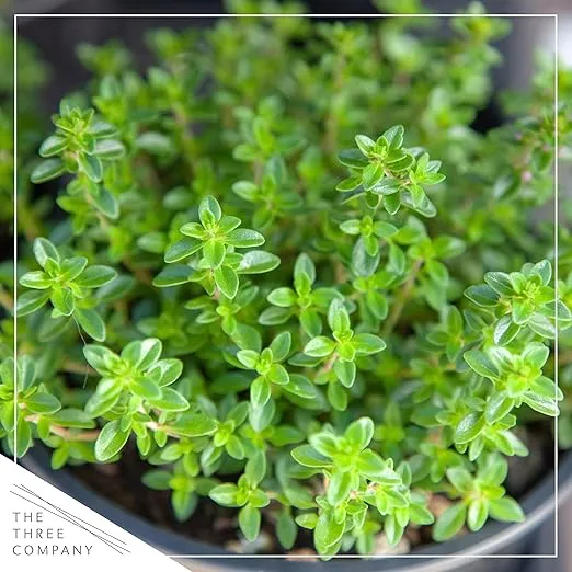 Live Aromatic and Edible Herb Assortment (Rosemary, Lavender, Eucalyptus, Mint, Lemon Balm, Other Assorted Herbs), 6 Plants Per Pack