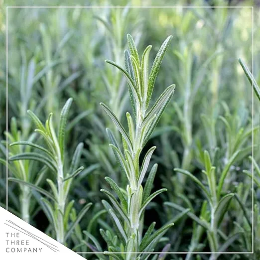 Live Aromatic and Edible Herb - Rosemary (4 Per Pack), Naturally Improves Breathing and Air Quality, 8" Tall by 3" Wide
