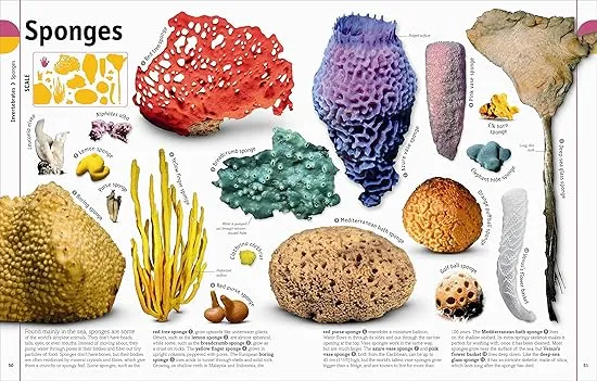 The Animal Book: A Visual Encyclopedia of Life on Earth (DK Our World in Pictures)