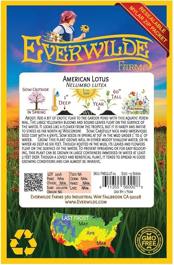 Everwilde Farms - 3 American Lotus Native Wildflower Seeds - Gold Vault Jumbo Seed Packet