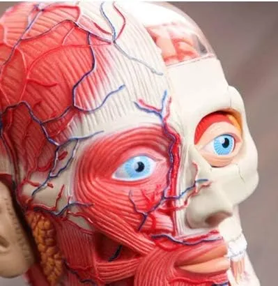4D Vision Human Head Anatomy Model