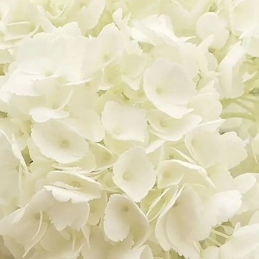 GlobalRose 40 White Hydrangeas - Fresh Cut Flowers