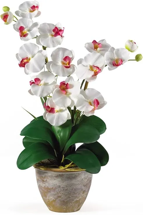 Double Stem Phalaenopsis Silk Orchid Arrangement