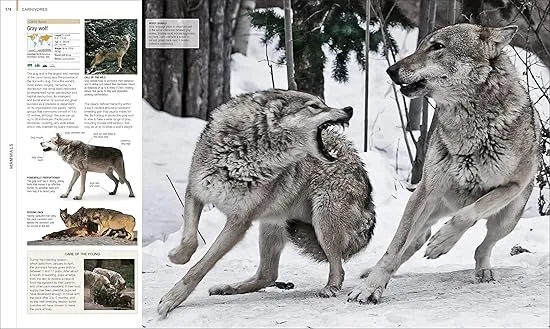 Animal: The Definitive Visual Guide (DK Definitive Visual Encyclopedias)