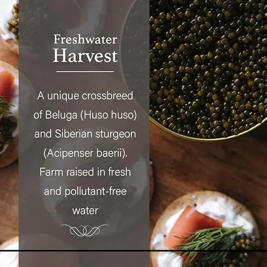 OVERNIGHT SHIPPING- OLMA Kaluga Sturgeon Black Caviar - Large Pearly Grains, Smooth Flavor, Superior Grade - 17.6 oz / 500 g