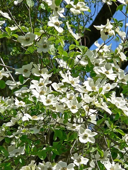 Pacific Dogwood | Tree Seed Grow Kit | The Jonsteen Company
