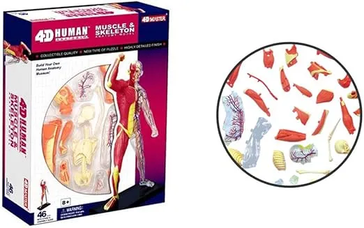 Famemaster 4D-Vision Human Muscle And Skeleton Anatomy Model Multi-colored, 10"