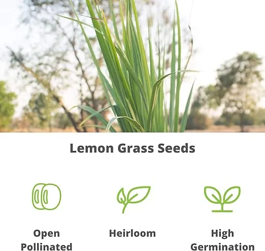 Lemon Grass Seeds for Planting Outdoor - 250 Mg Packet - Non-GMO, Heirloom Culinary Herb Garden Lemongrass Seeds - Cymbopogon citratus