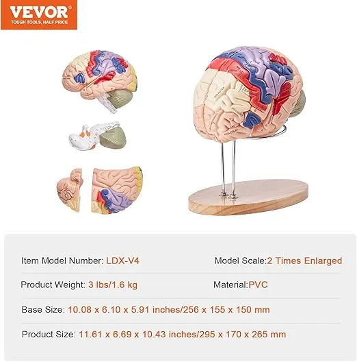 VEVOR Human Brain Model Anatomy 4-Part Model of Brain w/Labels & Display Base Color-Coded Life Size Human Brain Anatomical Model Brain Teaching Human Brain for Science Classroom Study Display Model