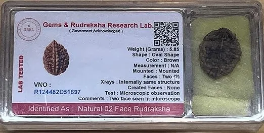 Certified 2 Mukhi (Two Faces) Rudraksha Bead - Gemini & Cancer Zodiac, Sacral Chakra