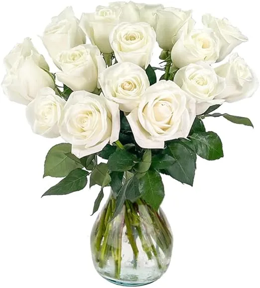 18 White Roses Bulk Fresh Flowers | Designed by Arabella Bouquets | Flowers for Weddings, Graduation, Birthday, Congratulations