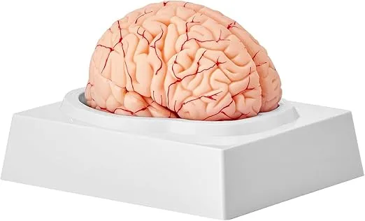 VEVOR Human Brain Model Anatomy 9-Part Model of Brain Life Size Human Brain Anatomical Model w/Display Base & Color-Coded Artery Brain Teaching Anatomy of Brain for Science Classroom Study Display