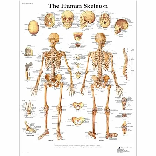 3B Scientific VR1113UU Glossy Paper Human Skeleton Anatomical Chart, Poster Size 20" Width x 26" Height