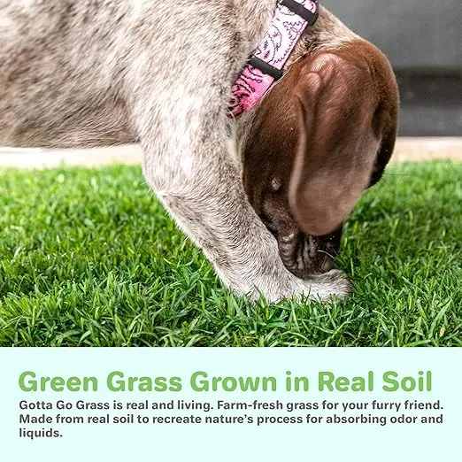BETHEL Gotta Go Grass -Dog Natural Grass Patch Potty -Real Dog Grass for Pet Training -Refill Dog Grass Pad -Puppy Potty Training - Dog Accessories - Perfect Indoor/Outdoor Portable Potty Pet Loo