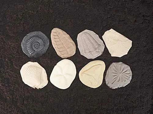 Yellow Door Let's Investigate Fossil Stone, Pack of 8