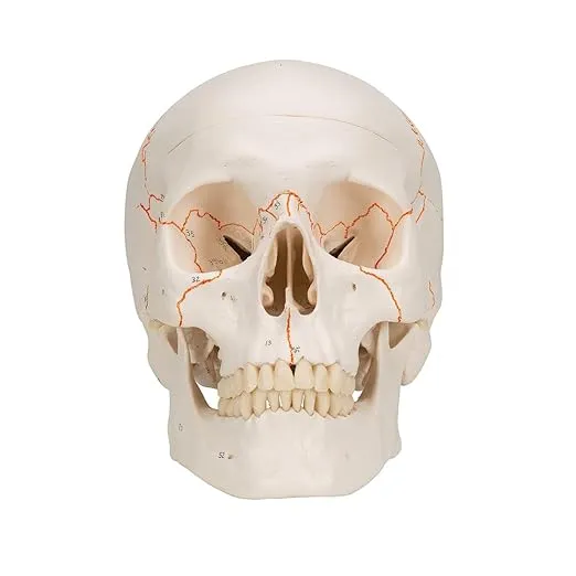 3B Scientific A21 Plastic 3 Part Numbered Human Classic Skull Model, 7.9" x 5.3" x 6.1"