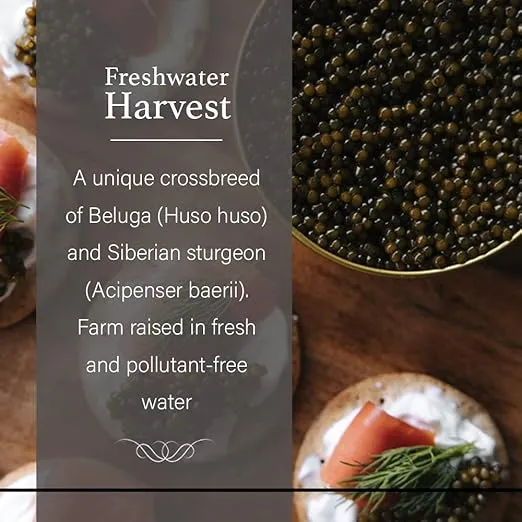 OVERNIGHT SHIPPING - OLMA Beluga Hybrid Sturgeon Black Caviar from Italy - Rated Top Caviar in the World - 1 oz / 28 g