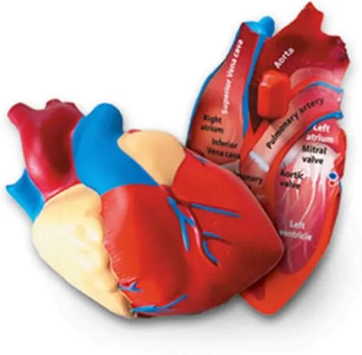 Learning Resources Cross-Section Human Heart Model, Large Foam Classroom Demonstration Model, 2Piece, Grades 2+, Ages 7+ Multi-color, 5 x 5 x 5 inches