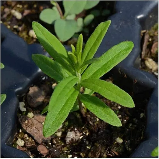 Everwilde Farms - 80 Butterfly Weed Native Wildflower Seeds - Gold Vault Jumbo Seed Packet