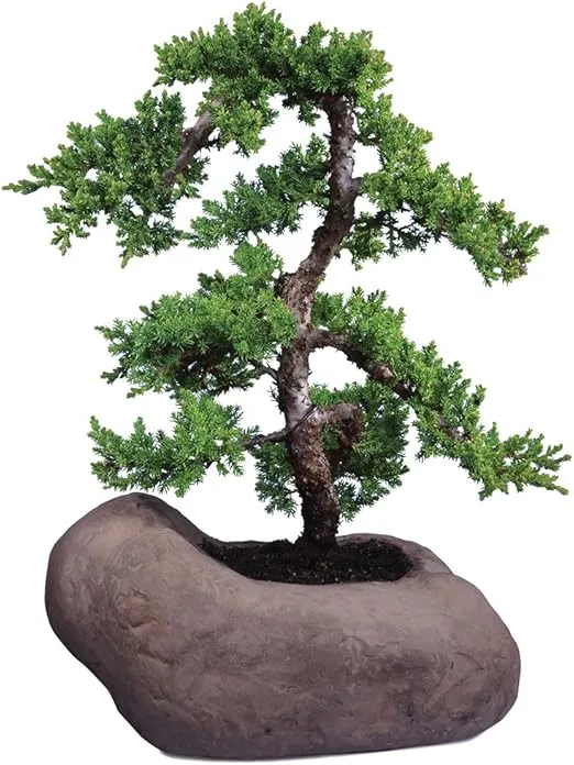 Brussel's Bonsai DT8001GMJR Outdoor Bonsai Tree, Green Mound Juniper, LARGE