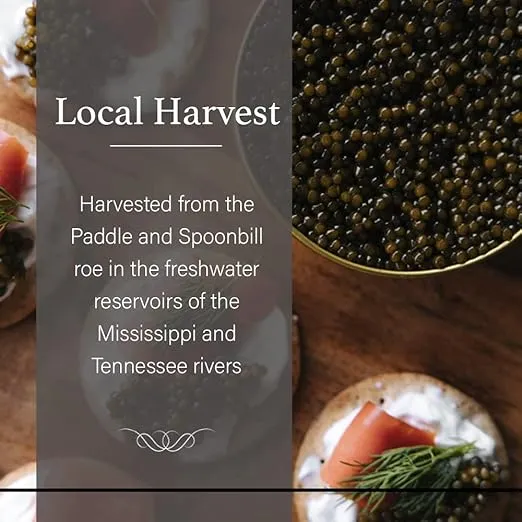 OVERNIGHT SHIPPING - OLMA American Paddlefish Black Caviar - Medium Grey Pearls, Smooth Flavor - 3.5 oz / 100 g