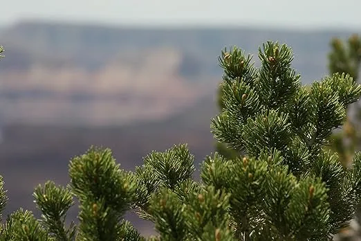 Piñon Pine | Tree Seed Grow Kit | The Jonsteen Company