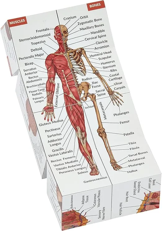 Human Anatomy Study Cube | Study 9 Parts of The Human Body | Perfect Anatomy Revision Guide | Addictive Anatomy Model Cube | Great Gift for Nurse, Dentist, Medical Students