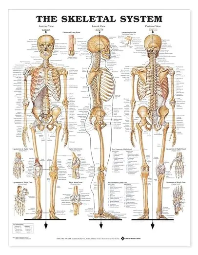 The Skeletal System Giant Chart