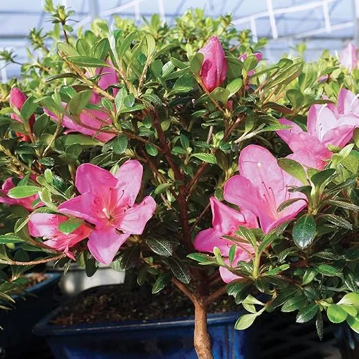 Brussel's Bonsai Live Satsuki Azalea Bonsai, Outdoor, Live Flowering Bonsai Tree - Medium, 6 Years Old, 8 to 10 inches Tall - Ceramic Bonsai Pot