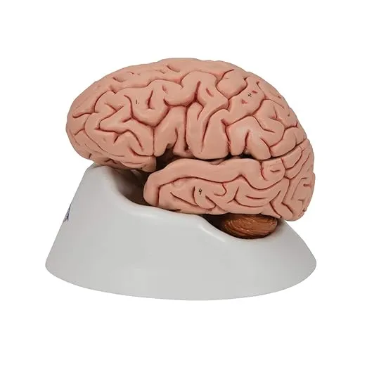 3B Scientific C18 Classic Brain 5 part - 3B Smart Anatomy