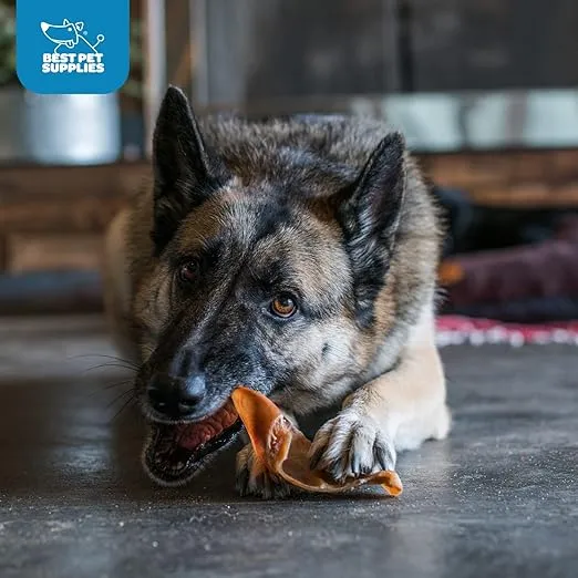 GigaBite Roasted Pig Ears for Dogs, Natural and Healthy Chews, Treats in Whole, Slices, or Sticks, Safe for Puppies and Aggressive Chewers, Clean Teeth and Gums - Pack of 100