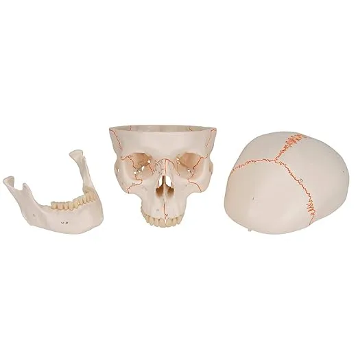 3B Scientific A21 Plastic 3 Part Numbered Human Classic Skull Model, 7.9" x 5.3" x 6.1"