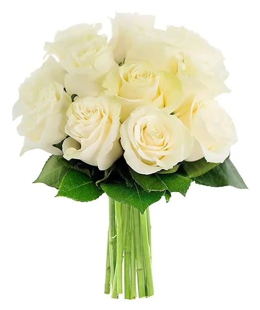 Bouquet of 12 Fresh White Roses Without Vase - Holidays Collection - KaBloom Prime Next Day - Gift for Birthday, Anniversary, Get Well, Thank You, Valentine, Mother’s Day Fresh Flowers